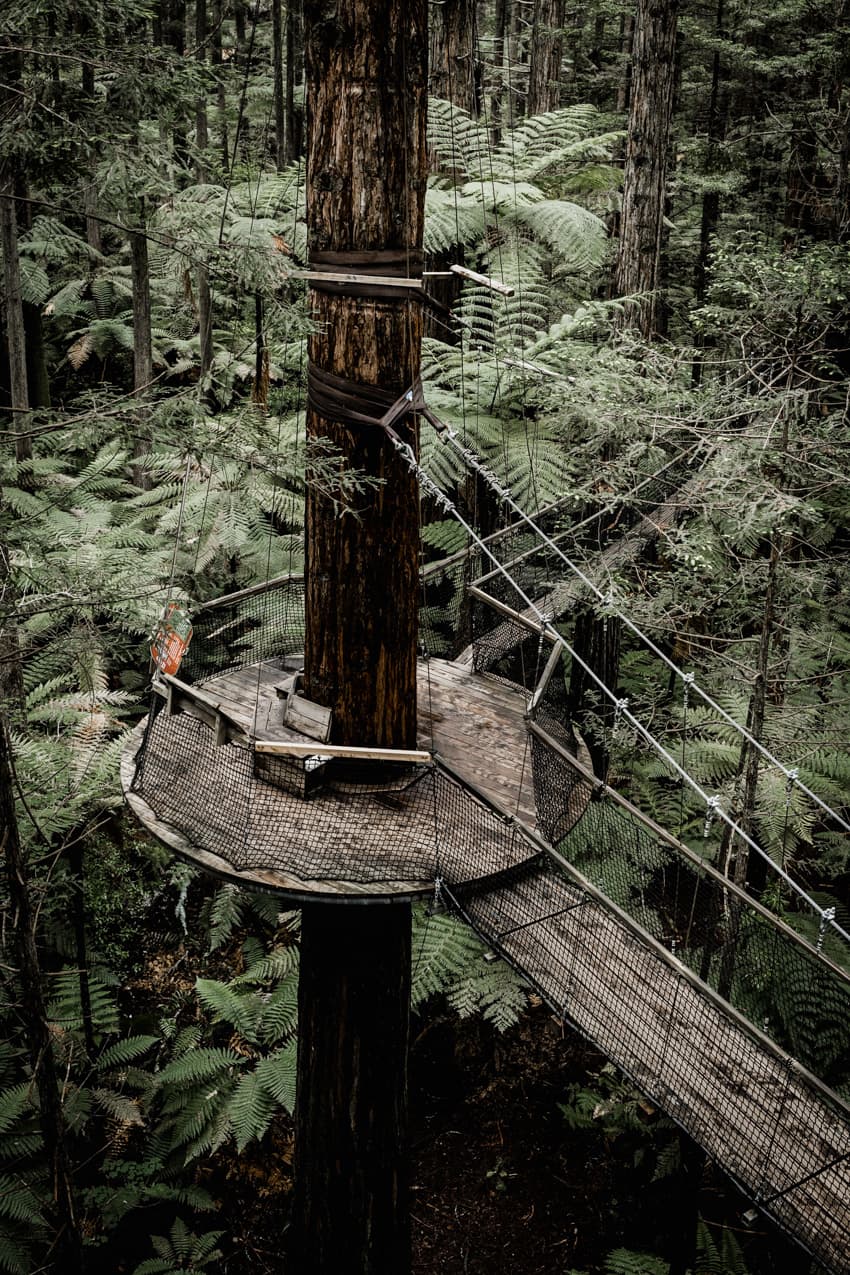 Baumwipfelpfad in Neuseeland