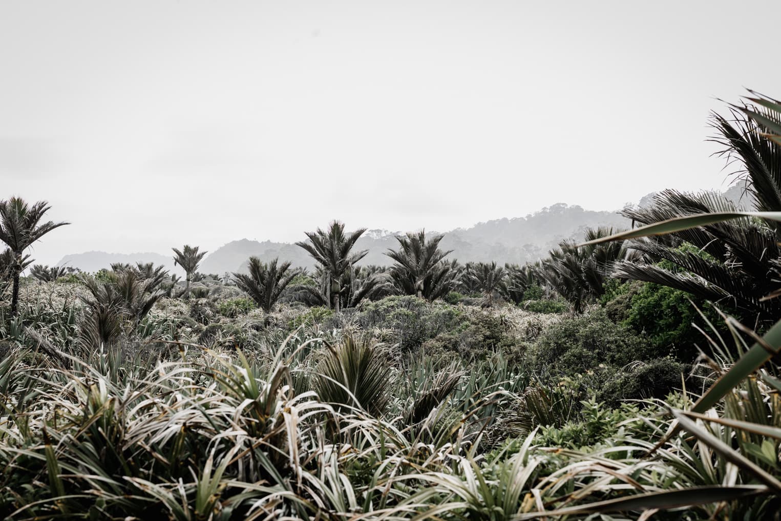 Palmenlandschaft in Neuseeland